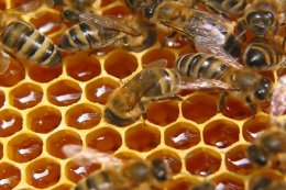 Как мёд влияет на человека мёд, человек